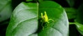 Grasshopper on green grass leaf