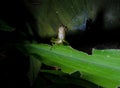 Grasshopper on green grass leaf