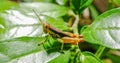 Grasshopper on green grass leaf