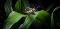 Grasshopper on green grass leaf