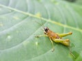 Grasshopper in a green jungle. Royalty Free Stock Photo