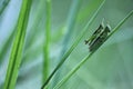 2 grasshopper in the leaf Royalty Free Stock Photo