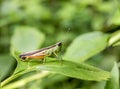 Grasshopper on green leaf in the forest Royalty Free Stock Photo