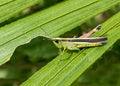 Grasshopper on green leaf in the forest Royalty Free Stock Photo