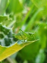 Grasshopper on a green leaf in the garden. Macro Royalty Free Stock Photo