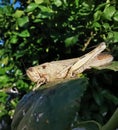 Grasshopper on a green leaf, cricket insect Royalty Free Stock Photo