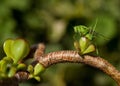 Grasshopper on green leaf Royalty Free Stock Photo