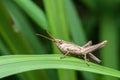 Grasshopper on green leaf on green background