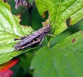 Grasshopper on green leaf, macro Royalty Free Stock Photo