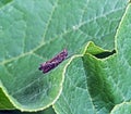 Grasshopper on green leaf, macro Royalty Free Stock Photo