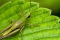 Grasshopper on a green leaf, macro