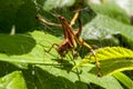 Grasshopper on a green leaf, macro