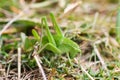 Grasshopper on a green leaf macro Royalty Free Stock Photo