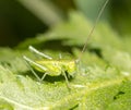 Grasshopper on a green leaf in nature Royalty Free Stock Photo