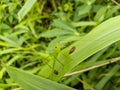 Grasshopper on green leaves