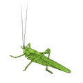 Grasshopper. Green locust, insect. Vector illustration.
