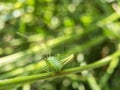 A grasshopper in the green