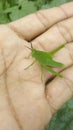 A Grasshopper green