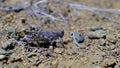 grasshopper on ground act of defecation