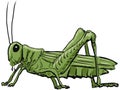 Grasshopper