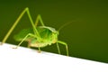 Grasshopper Royalty Free Stock Photo