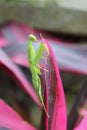 Grasshopper hanging on red leaf