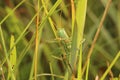 Grasshopper hanging on stalk of grass