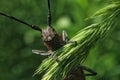 Grasshopper hanging on a twig