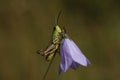 Grasshopper on a Harebell flower. Royalty Free Stock Photo
