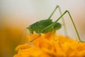 Grasshopper having lunch in the flower garden