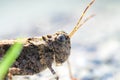 Grasshopper head