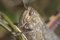 Grasshopper head macro