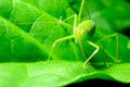 Grasshopper hiding in the green leaf. Royalty Free Stock Photo