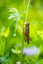 Grasshopper holding to a flower stem