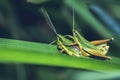 Grasshopper hybridize on a green leaf Royalty Free Stock Photo