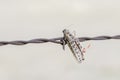 Grasshopper Impaled on Barbed Wire by Loggerhead Shrike