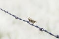 Grasshopper Impaled on Barbed Wire by Loggerhead Shrike in Rural Royalty Free Stock Photo