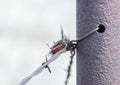Grasshopper Impaled on Barbed Wire by Loggerhead Shrike in Rural Royalty Free Stock Photo