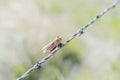 Grasshopper Impaled on Barbed Wire by Loggerhead Shrike in Rural Royalty Free Stock Photo
