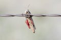 Grasshopper Impaled on Barbed Wire by Loggerhead Shrike in Rural Royalty Free Stock Photo