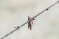 Grasshopper Impaled on Barbed Wire by Loggerhead Shrike in Rural Royalty Free Stock Photo