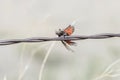 Grasshopper Impaled on Barbed Wire by Loggerhead Shrike in Rural Royalty Free Stock Photo