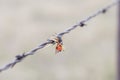 Grasshopper Impaled on Barbed Wire by Loggerhead Shrike in Rural Royalty Free Stock Photo