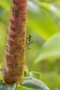 Grasshopper on Indian Head Ginger flower