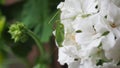 Grasshopper insect animal on geranium flower