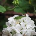 Grasshopper insect animal on geranium flower