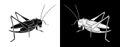 Grasshopper. Insect with flat design and line art black and white version