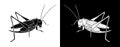 Grasshopper. Insect with flat design and line art black and white version