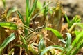 Grasshopper insect on grass in garden outdoor, park green background cricket animal macro close up