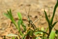 Grasshopper insect on grass in garden outdoor, park green background cricket animal macro